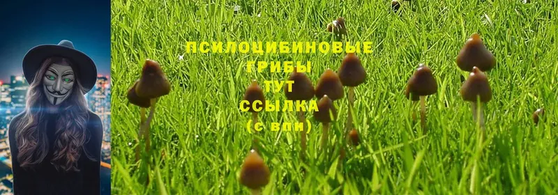 купить закладку  Димитровград  Галлюциногенные грибы Cubensis 